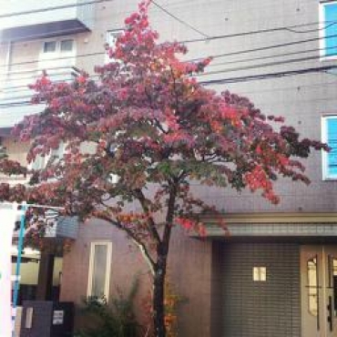 「花水木」　（東京都八王子市）の花屋店舗写真4